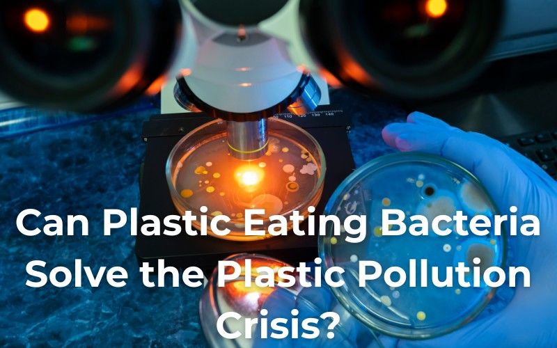 bacteria eating plastic