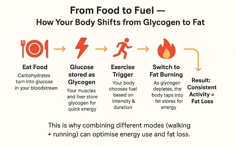walking and running fuel sources