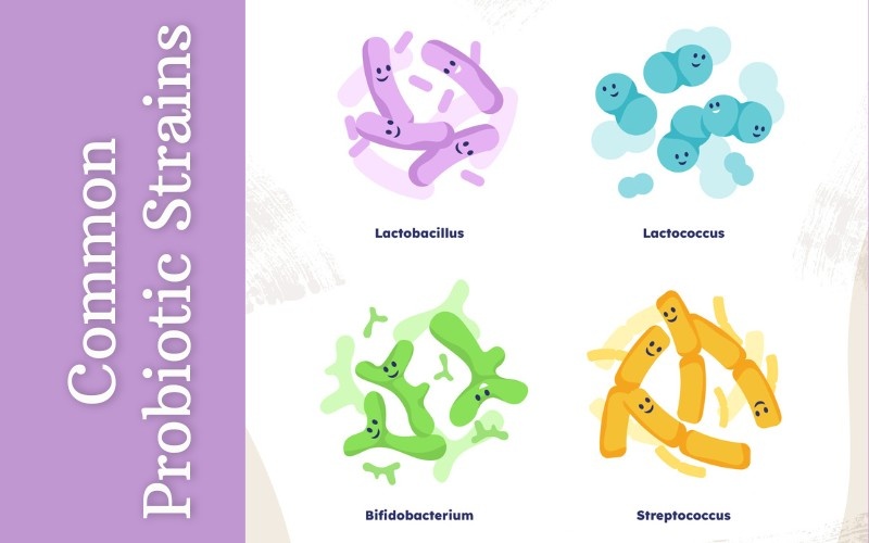 common probiotic strains