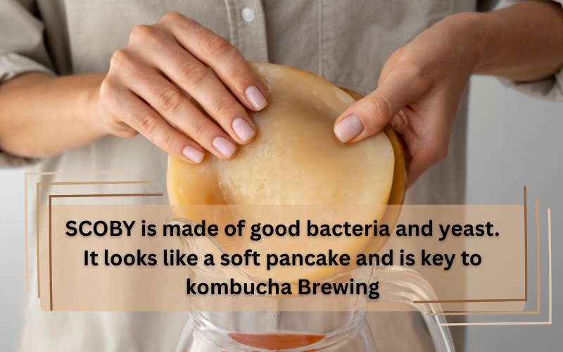 SCOBY for kombucha
